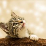Purrfekcyjna Zabawa z Kotem