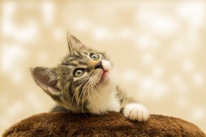 Purrfekcyjna Zabawa z Kotem