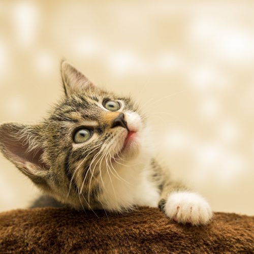 Purrfekcyjna Zabawa z Kotem