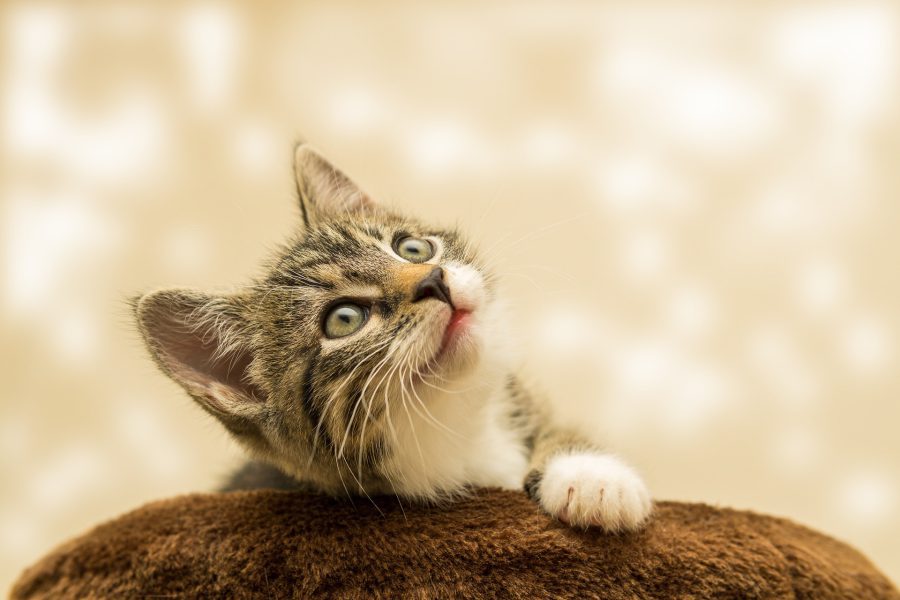 Purrfekcyjna Zabawa z Kotem