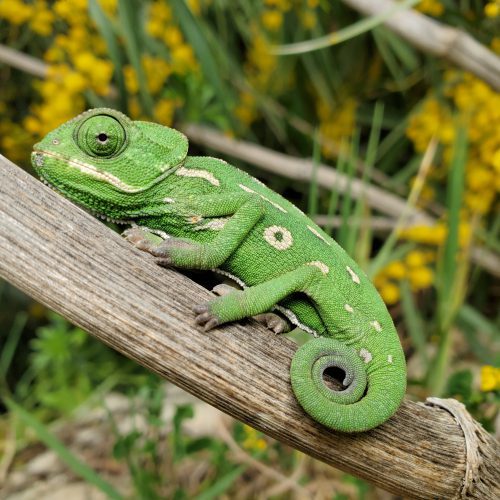 Korek do terrarium – jak wybrać dekoracje i ozdoby z korka?