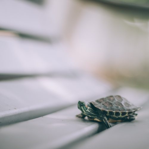 Jak karmić żółwie? Poradnik dla właścicieli gadów