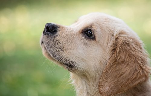 Karma dla małych psów – cechy odpowiedniego żywienia dla naszych maleńkich przyjaciół