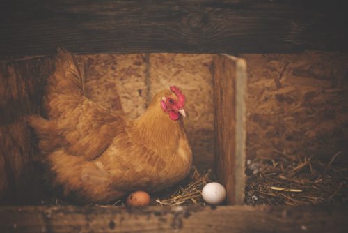 Sekret zdrowych kur: probiotyki jako klucz do ich dobrostanu