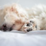 karma dla psa